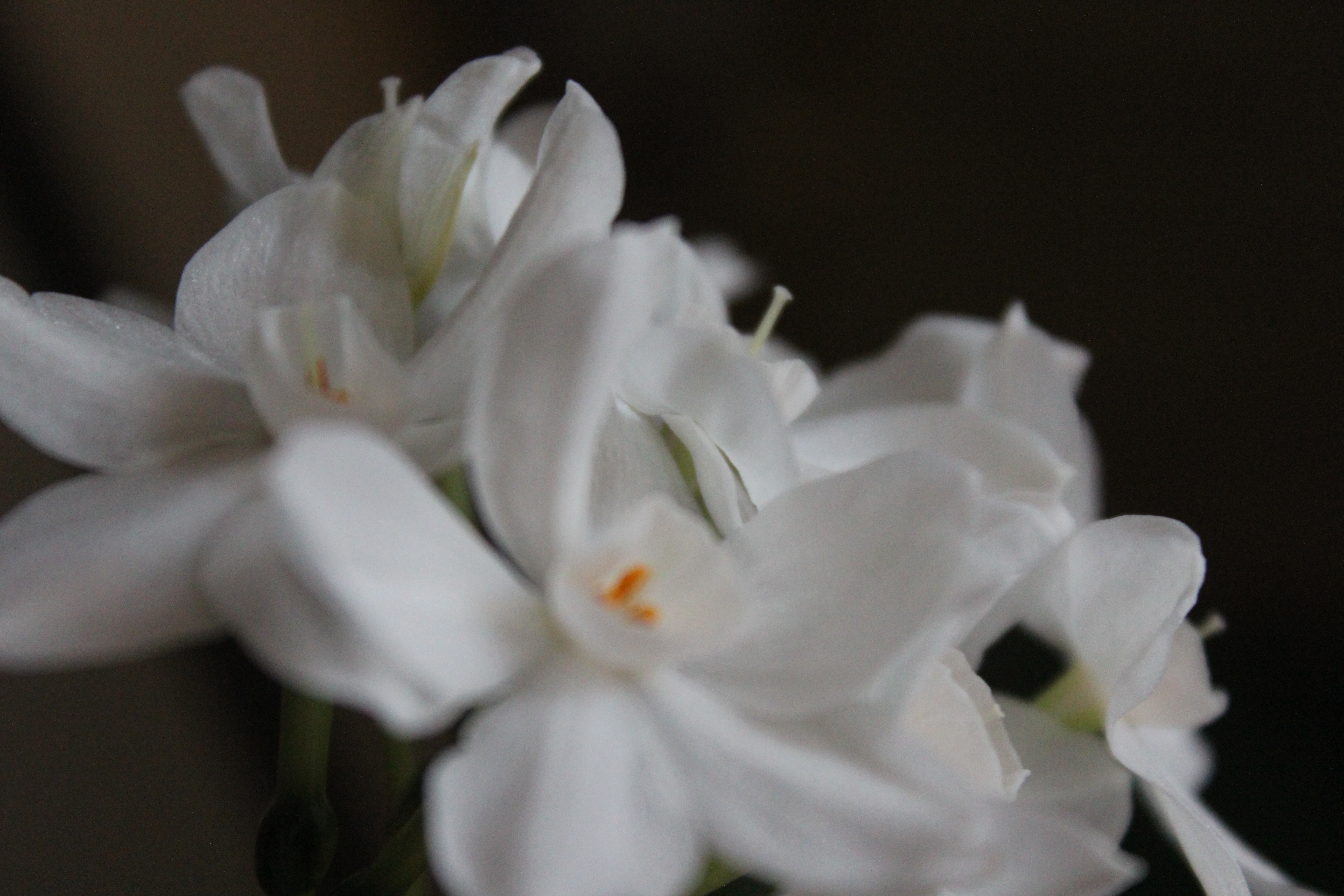 closeup of white flower